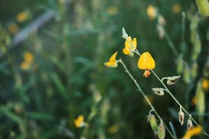 floreciente amarillo crotalaria flores de sunn cáñamo campo en tropical jardín y bosque foto