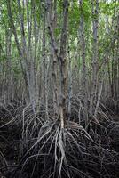 Crabapple Mangrove in Mangrove Forest in Thailand photo