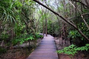 Wooden bridge walkway in Crabapple Mangrove of Mangrove Forest in Thailand photo