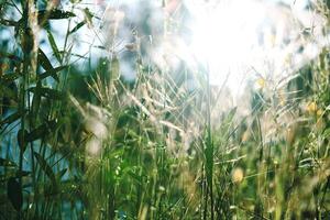 hermosa salvaje verde césped flores en el prado con natural luz de sol foto