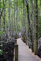 Wooden bridge walkway in Cock plants or Crabapple Mangrove of Mangrove Forest in tropical rain forest of Thailand photo