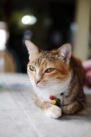 Cute orange cat lay down on the floor at home photo