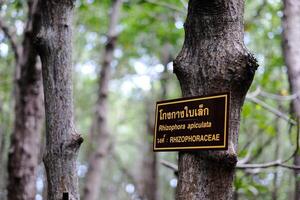 árbol nombre firmar de nombre etiqueta en tailandés y inglés. el firmar indica el nombre de rhizophora apiculada plantas en tropical mangle bosque foto