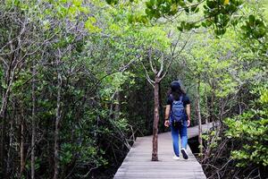 asiático joven mujer es mochilero y caminando en de madera puente en mangle bosque de tailandia campo viaje para estudiar naturaleza y el ambiente foto