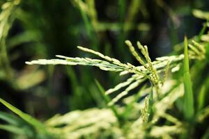 Close up newly planted paddy rice fields in the countryside of Thailand photo