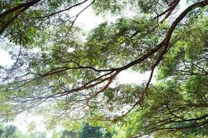 tropical lluvia árbol o este indio nuez grande rama sombreado en el parque foto