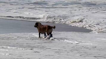 nero cane in esecuzione a piedi lungo il spiaggia e onde Messico. video