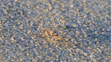 mycket liten sand strand krabba krabbor springa gräv runt om på strand. video