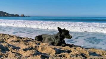 hund entspannt am strandsand im sonnigen mexiko liegend. video