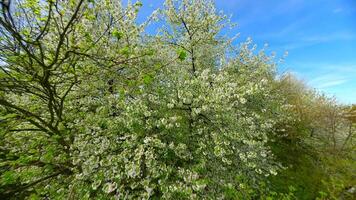 liscio fpv volo attraverso fioritura alberi con bianca fiori nel primavera video