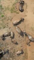 topo Visão do água búfalos tomando banho dentro lama dentro agrícola campo, Vietnã. video