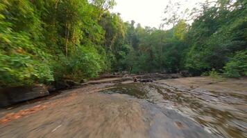 fpv de caucasien femme méditer dans tropical forêt tropicale, Thaïlande. video