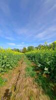 liscio fpv volo attraverso un' giallo colza campo nel primavera. video