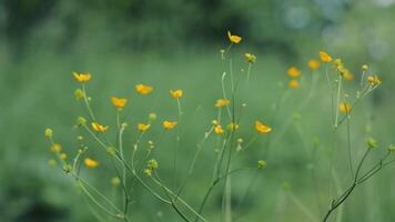 Kids running through the park and bushes. Athletes who touch the plants while running video