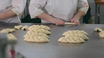 mehrere erfahren Chefs Herstellung geflochten Brot im Bäckerei. weiblich Hände rollen und Flechten Teig auf Tabelle oben von rostfrei Stahl Vor Senden zu Ofen. Teig kneten Technik video