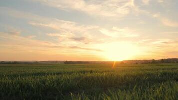 zonsondergang gloed over- groen landbouwgrond, zon stralen deken een weelderig groen veld- Bij schemering, markeren de schoonheid van de landelijk landschap. video