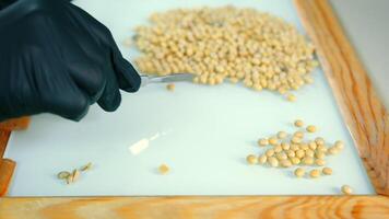 Dry Yellow Pea Grains being separated on White Board. Researcher in Black Rubber Gloves using Scalpel for sorting out Pea. Concept of Grain Separation during Laboratory Testing and Expertise video