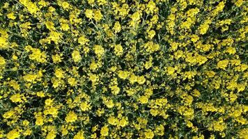 Aerial top view on yellow rapeseed in the field. Rapeseed ripened in the field.Aer video