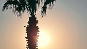 Topical golden sunset. Silhouette of one palm tree at sunset. The sun hiding behind a palm tree. Colored sky at sunset. video