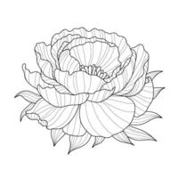 Hand drawn stylized pattern of peony flower head in line art style isolated on white background. illustration. Element of design for greeting card, wedding invitation, coloring book. vector