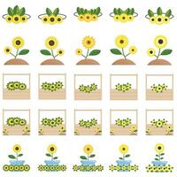 Illustration of sunflower pack vector