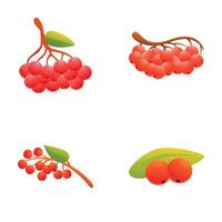 Mountain ash icons set cartoon . Red ripe rowan bunch vector