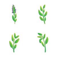 Sage icons set cartoon . Sprig of sage with flower and leaf vector