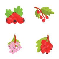 Hawthorn icons set cartoon . Red berry and flower of hawthorn vector