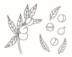 Macadamia nut sketch hand drawn fruit, branch, plant, leaves, illustration isolated background. Botanical line art graphic for print, label, logo, sign. Organic food ingredient, cosmetic, spa vector
