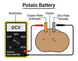 Measure the Potato Battery Voltage Using a Multimeter vector