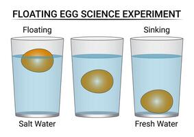 flotante huevo Ciencias experimentar utilizando sal agua y Fresco agua vector