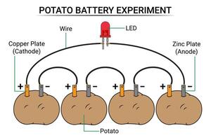 un serie de patata baterías conectado a un lámpara vector