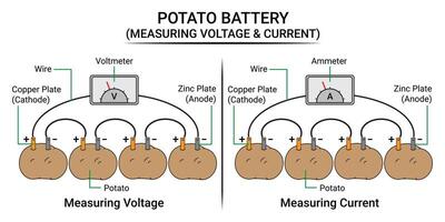 Measure the Voltage and Electric Current of the Potato Battery vector