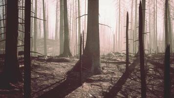 forêt avec fumée artère Feu video