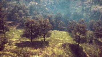 paisagem montanhosa enevoada e nebulosa com floresta de abetos video