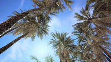 op zoek omhoog Bij palm bomen Bij surfers paradijs video