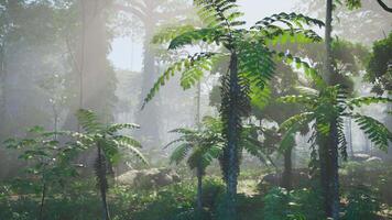 The beautiful scene of tropical rain forest video