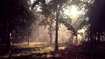 vue panoramique sur la majestueuse forêt à feuilles persistantes dans un brouillard matinal video