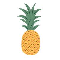 Pineapple with leaf. Tropical fruit. illustration isolated on white background. vector