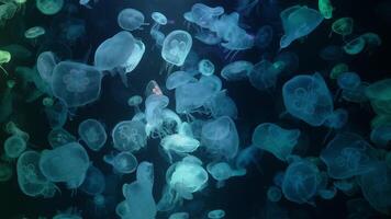 moon jelly with colorful background, jellyfish floating just below the surface of the water. video