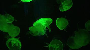 moon jelly with colorful background, jellyfish floating just below the surface of the water. video