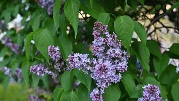 Beautiful purple lilac branches swaying in the wind. Slow motion branches on tree video