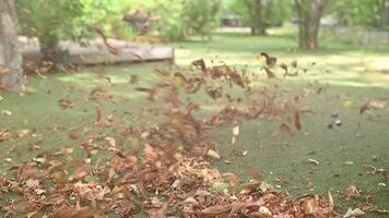 sans fil feuille souffleurs. portable, sans fil, électrique feuille ventilateur dans une jardin, sélectif se concentrer. l'automne, tomber jardinage travaux dans une cour, sur une pelouse, herbe. jardin travaux. video