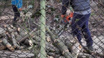 un experto arbolista vistiendo un la seguridad aprovechar y casco usos un motosierra a eliminar ramas desde un alto árbol en un residencial área. video