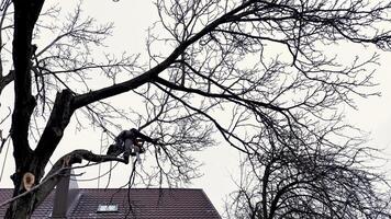 un persona, hombre, arbolista es el cortar y corte un árbol en frente de un casa debajo el nublado invierno cielo, alterando el natural paisajismo video