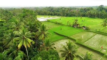 langzaam beweging van rijstveld velden in Bali eiland video