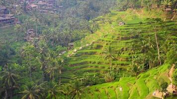 lento movimiento de arrozal campos en bali isla video