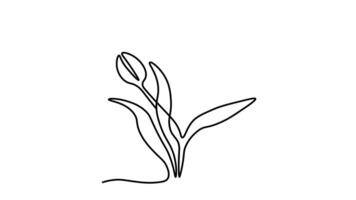 soi dessin animation avec un continu ligne dessiner, le apparence de tulipe fleur bouquet video