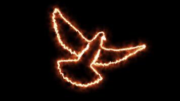 A flaming bird, a pigeon, dove on a black background, animation video