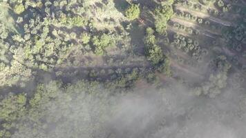 Tuscany from above. Wine and Olive field with fog around. Drone Shot video